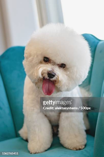 dog after getting haircut at grooming salon and pet spa - combing stock pictures, royalty-free photos & images