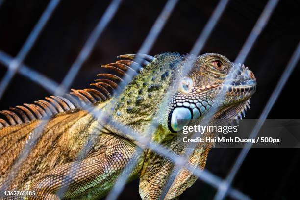 iguana,close-up of green iguana on branch - iguana cage stock pictures, royalty-free photos & images
