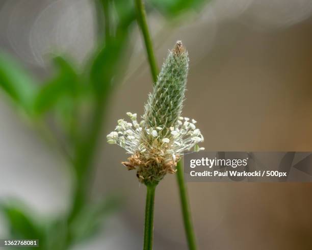 close-up of flowering plant - plantago lanceolata stock pictures, royalty-free photos & images