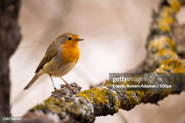 robin,close-up of robin perching on branch - robin bildbanksfoton och bilder