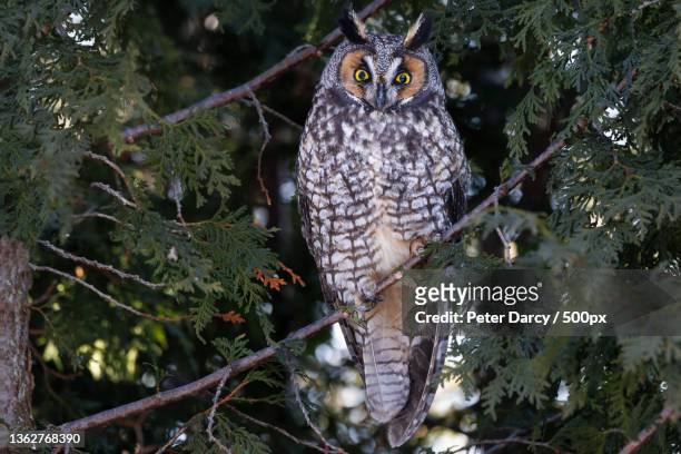 portrait of great horned owl perching on branch,canada - horned owl stock pictures, royalty-free photos & images