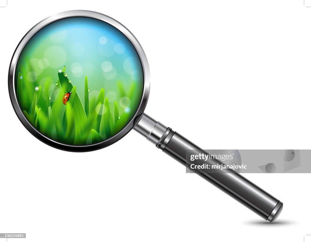 Ladybug on green grass