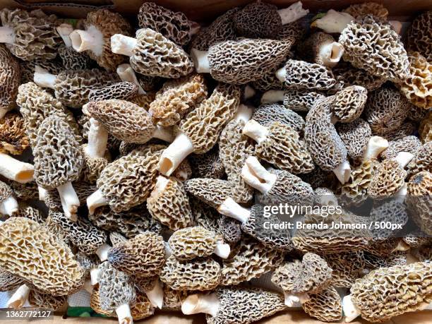 morel mushrooms,full frame shot of animal shells,minneapolis,minnesota,united states,usa - morel mushroom - fotografias e filmes do acervo