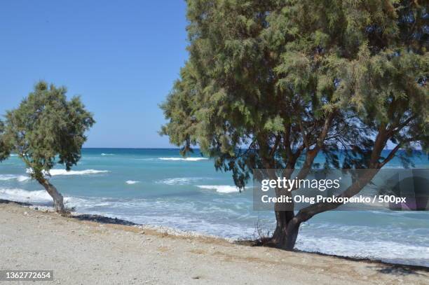 trees grow along the aegean beach on the island of rhodes in greece - oleg prokopenko fotografías e imágenes de stock