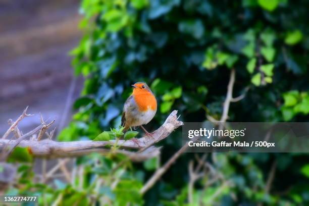 close-up of robin perching on branch,spanien,spain - spanien stock pictures, royalty-free photos & images