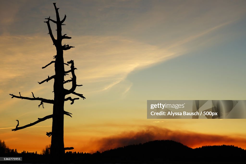 Wildfire sunset,Sunriver,Oregon,Low angle view of silhouette of tree against sky during sunset