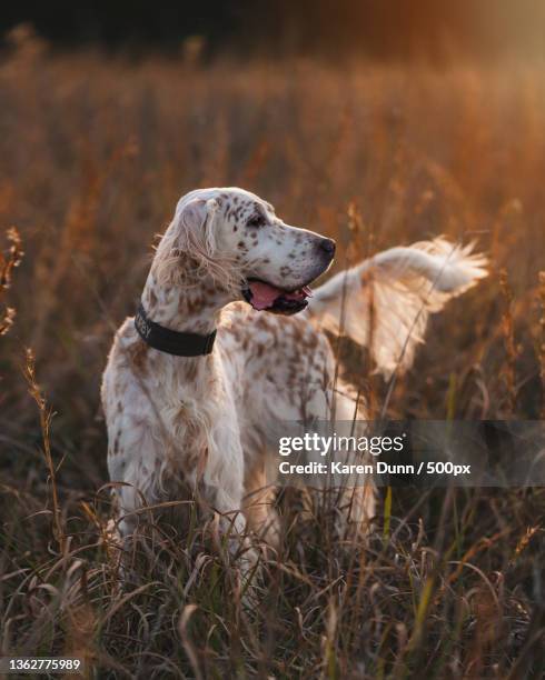 english setter in sunset field,waxhaw,north carolina,united states,usa - setter stock pictures, royalty-free photos & images