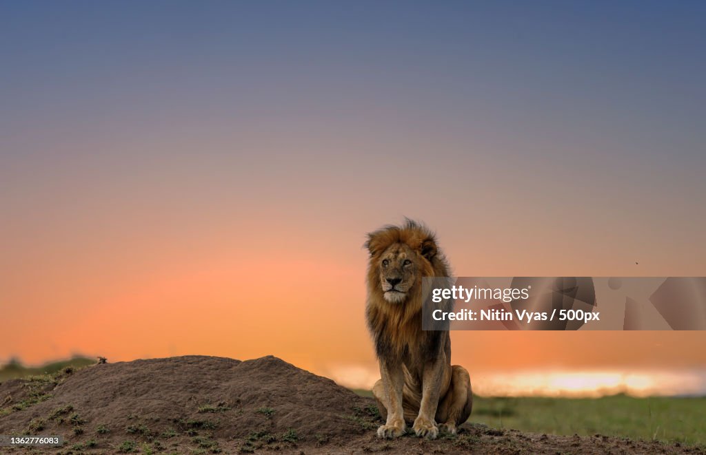 Zen like,Portrait of dog on field against sky during sunset,Maasai Mara National Reserve,Kenya