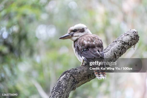 the kookaburra on new year day,sydney,new south wales,australia - kookaburra stock-fotos und bilder