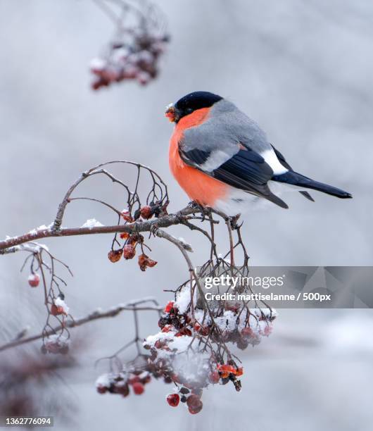 red spot,a bulbul and persimmon - old world bullfinch stockfoto's en -beelden