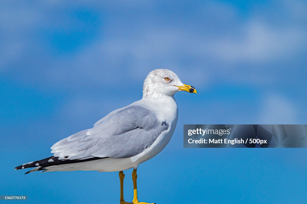 Ring Billed Seagull,Close-up of herring gull perching on a sea,Tarpon Springs,Florida,United States,USA
