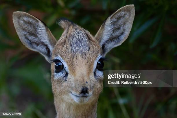 happy new year,close-up portrait of deer,etosha national park,namibia - dwarf antelope stock pictures, royalty-free photos & images