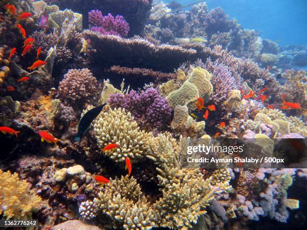 red sea beautiful coral reefs,view of tropical saltwater fish swimming in sea - acropora sp stock pictures, royalty-free photos & images