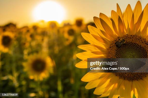 sunflower harvest,close-up of sunflower on field - girassol fotografías e imágenes de stock