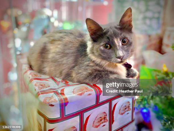 tortoiseshell kitten laying on a christmas present next to a tree - schnurrhaar stock-fotos und bilder
