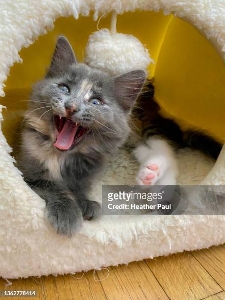 tortoiseshell kitten yawning while laying in a cat bed - cat laughing - fotografias e filmes do acervo