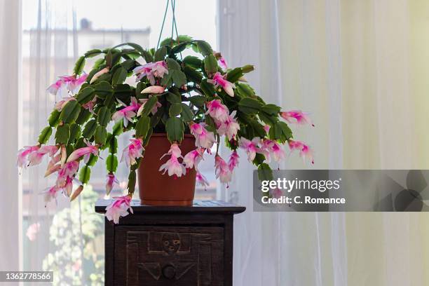 christmas cactus in bloom - christmas cactus stock pictures, royalty-free photos & images