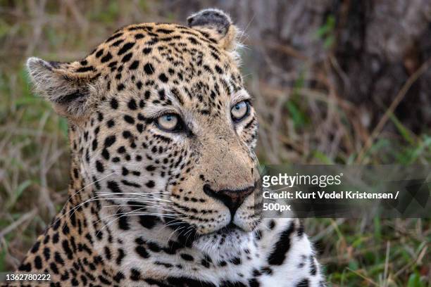 male leopard,close-up of leopard looking away,manyeleti game reserve,mpumalanga,south africa - leopard face stockfoto's en -beelden