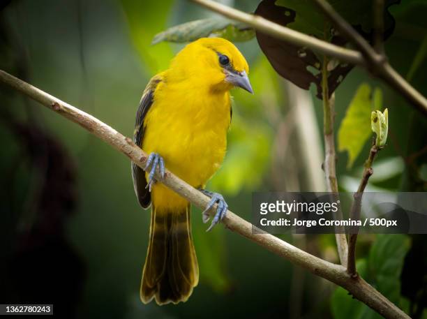 looking down,close-up of songbird perching on branch,georgetown,guyana - georgetown imagens e fotografias de stock