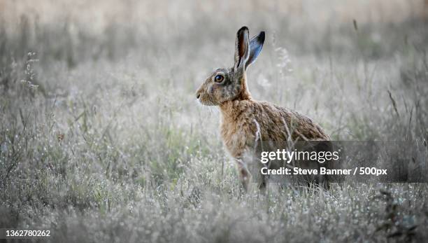 brown hare,side view of rabbit on field,united kingdom,uk - brown hare stockfoto's en -beelden