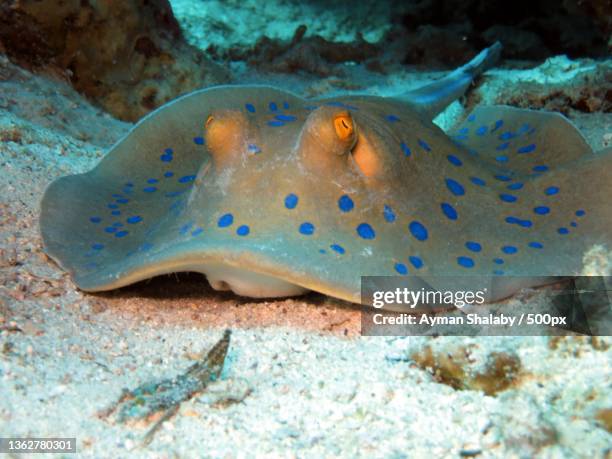Sandrays Fish Stingray Fish Photos and Premium High Res Pictures - Getty Images