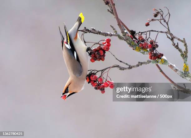 red berries,a bulbul and persimmon - seidenschwanz vogelart stock-fotos und bilder