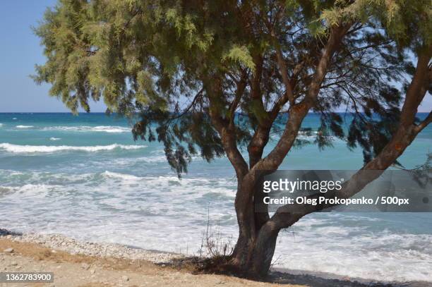 trees grow along the aegean beach on the island of rhodes in greece - oleg prokopenko stock pictures, royalty-free photos & images