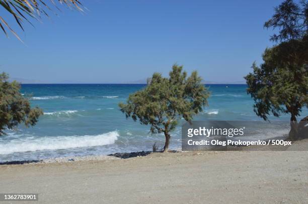 trees grow along the aegean beach on the island of rhodes in greece - oleg prokopenko stock pictures, royalty-free photos & images