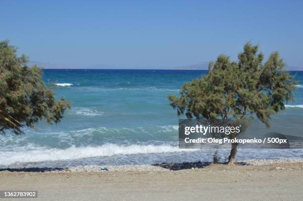 trees grow along the aegean beach on the island of rhodes in greece - oleg prokopenko fotografías e imágenes de stock