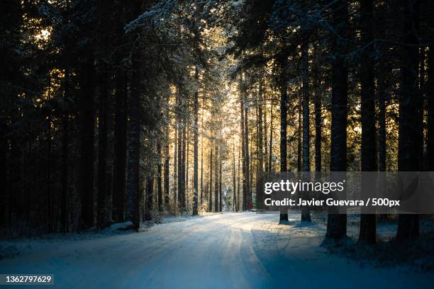 entre el bosque,trees in forest during winter,pello,finland - el fin stock pictures, royalty-free photos & images