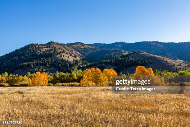 usa, idaho, sun valley, fall foliage - sun valley idaho stock pictures, royalty-free photos & images