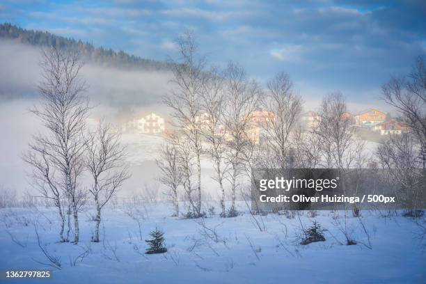 bavarian fairytales,trees on snow covered field against sky,inzell,germany - インツェル ストックフォトと画��像