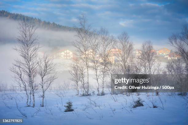 bavarian fairytales,trees on snow covered field against sky,inzell,germany - inzell stockfoto's en -beelden