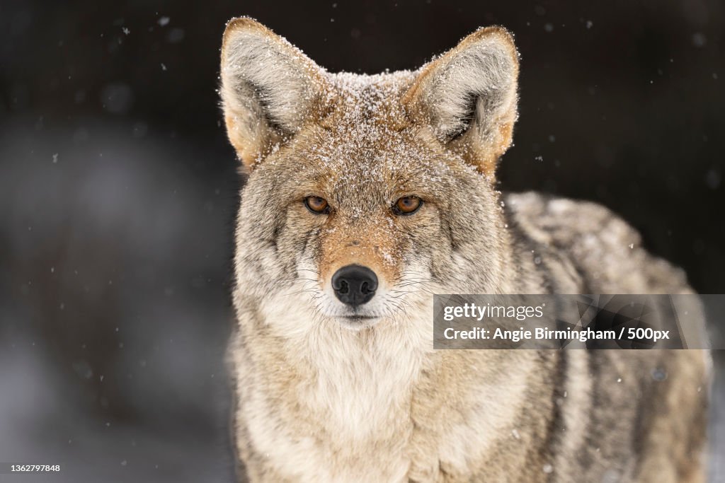 Coyotecloseup Portrait Of Wolfyellowstone National Parkunited Statesusa ...