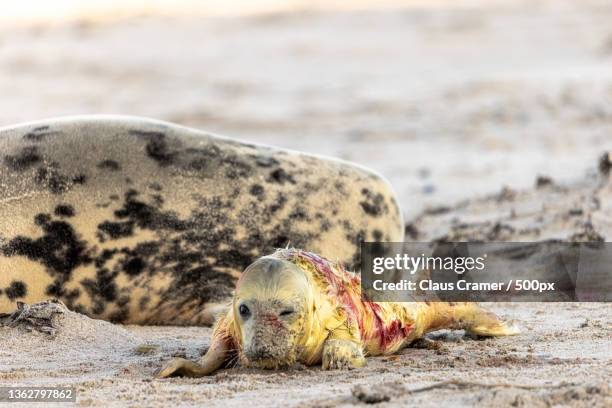 new life,close-up of dead animal on sand at beach,helgoland,germany - kegelrobbe stock pictures, royalty-free photos & images