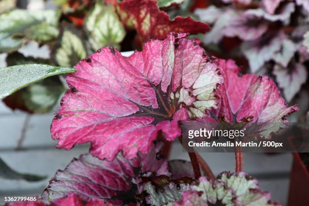 bright colorful leaves on a painted begonia plant - schiefblattgewächse stock-fotos und bilder