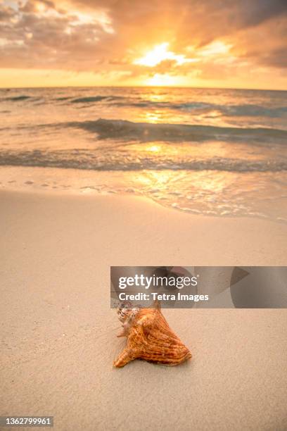 Coin Shell Beach 15 Jamaica Conch Shell On Beach Stock Photos, High-Res Pictures, and ...