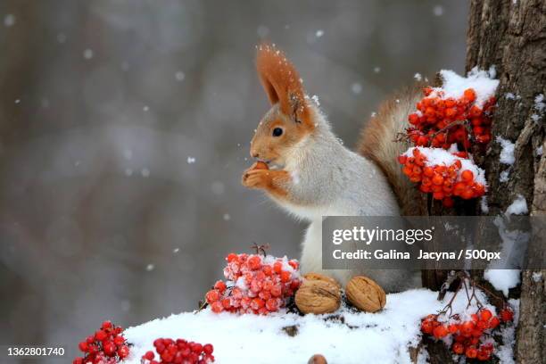 close-up of squirrel on snow covered land - squirrel imagens e fotografias de stock