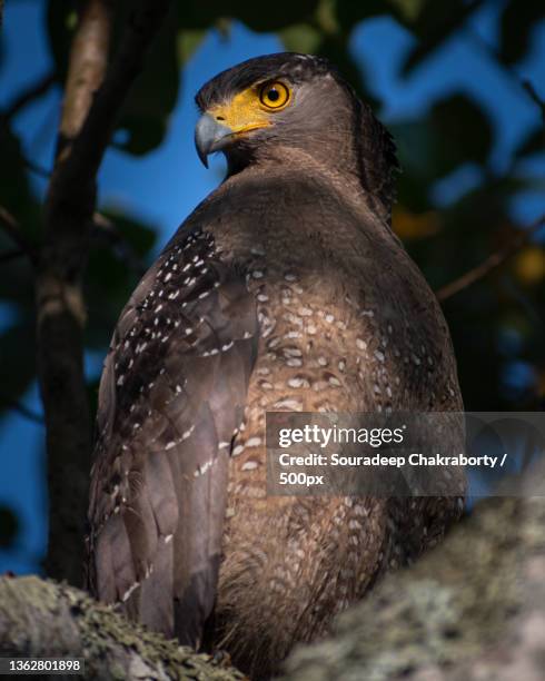 the crested serpent eagle,close-up of hawk of prey perching on tree,kaziranga national park,india - kaziranga national park photos et images de collection