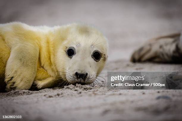 gray seal pup,close-up of dog on sand,helgoland,germany - kegelrobbe stock pictures, royalty-free photos & images