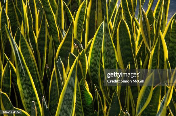 snake plant (dracaena trifasciata), also commonly known as saint george's sword, mother-in-law's tongue or viper's bowstring hemp, growing in a garden bed - dracena plant - fotografias e filmes do acervo