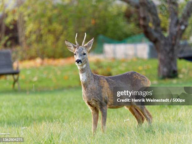 Sweden Roe Bergshamra Solna Photos and Premium High Res Pictures - Getty Images