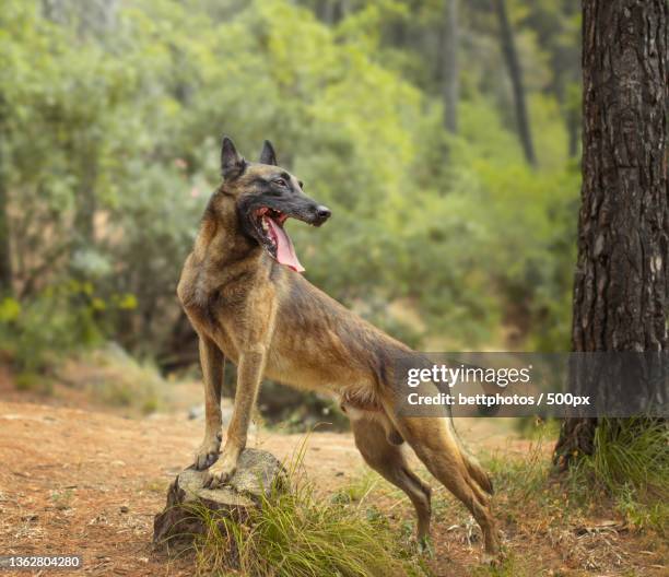 belgian shepherd malinois on a tree trunk in the forest - belgian malinois 個照片及圖片檔