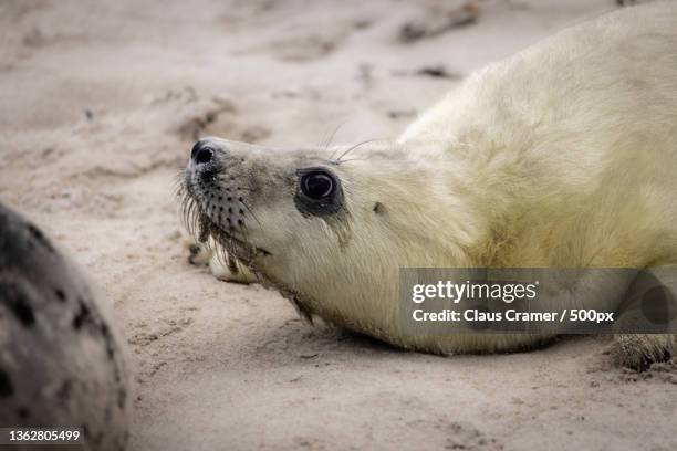 looking up,close-up of seal sleeping on rock,helgoland,germany - kegelrobbe stock pictures, royalty-free photos & images