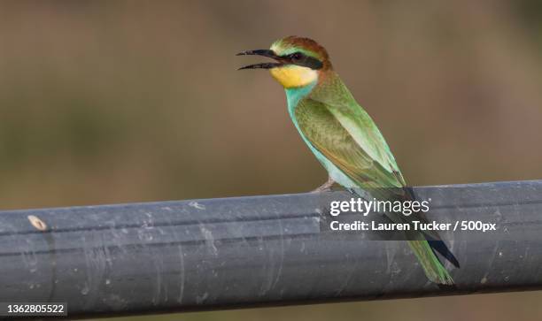 bee eater,close-up of bee perching on wood,akrotiri,united kingdom,uk - bee eater stock pictures, royalty-free photos & images