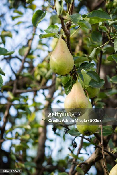 pears in the orchard,low angle view of pears growing on tree - perenboom stockfoto's en -beelden