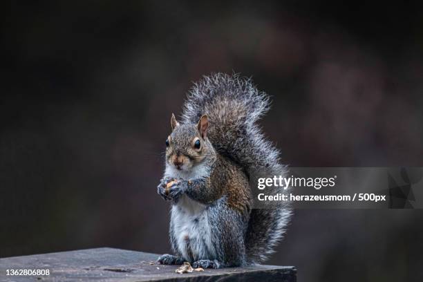 grey squirrel,close-up of gray squirrel on wood,united states,usa - sciurus carolinensis stock-fotos und bilder