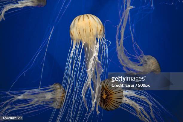 jellyfish,close-up of jellyfish swimming in sea - chrysaora - fotografias e filmes do acervo