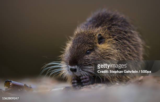 baby nutria,close-up of nutria on rock - nutria stock pictures, royalty-free photos & images