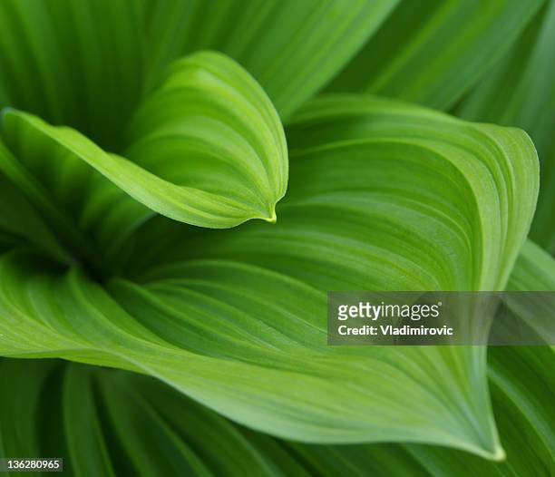 closeup image of green leaves growing from the center bud - leaf stock pictures, royalty-free photos & images